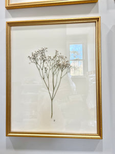 Set of 5 framed blooms