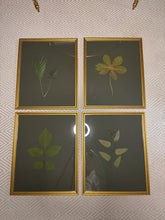 Load image into Gallery viewer, Set of 4 Pressed botanicals on olive green matboard
