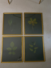 Load image into Gallery viewer, Set of 4 Pressed botanicals on olive green matboard

