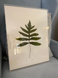 Preserved Botanical
